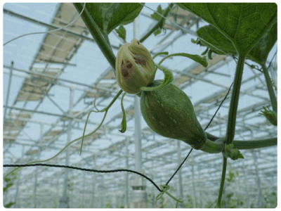 Zucchini in Agri-PV-Anlage